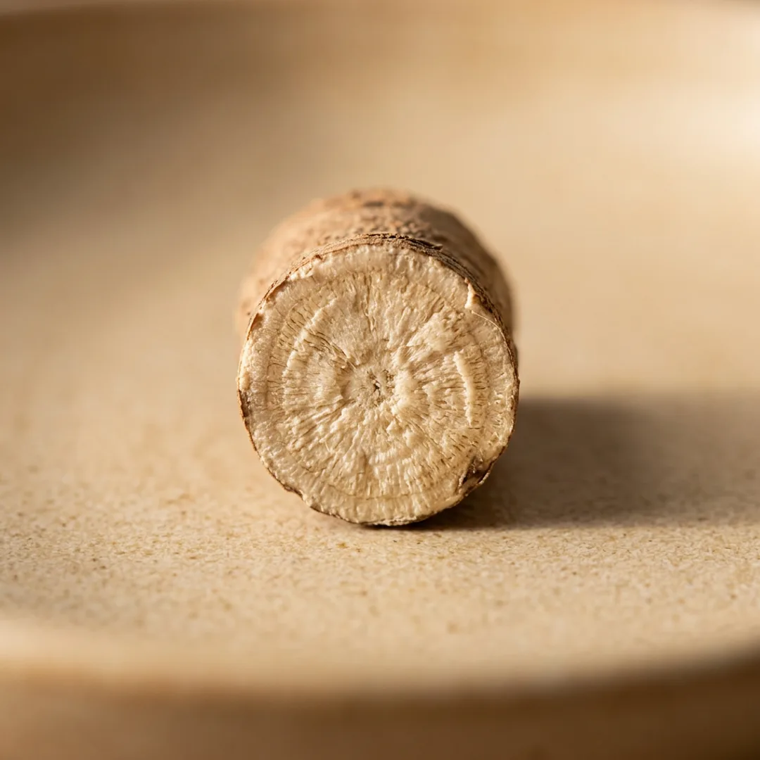 Sarsaparilla root cross-section